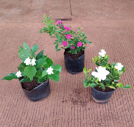 Year Round Flowering Plants Packs - Nurserylive Pune