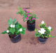 Year Round Flowering Plants Packs - Nurserylive Pune