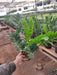 Zamioculcas zamiifolia, ZZ - Plant - Nurserylive Pune