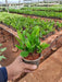 Zamioculcas zamiifolia, ZZ - Plant - Nurserylive Pune