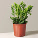 Zamioculcas zamiifolia, ZZ Plant in 8 inch (20 cm) Pot - Nurserylive Pune