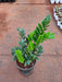 Zamioculcas zamiifolia, ZZ Plant in 8 inch (20 cm) Pot - Nurserylive Pune